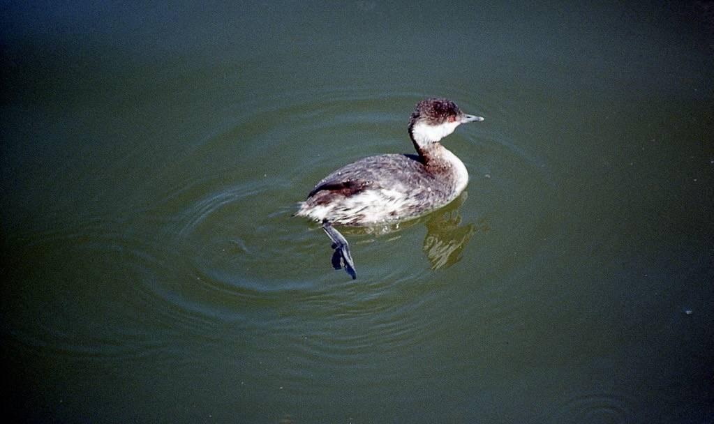 Horned Grebe BAP 3-12 by THE Holy Hand Grenade! is licensed under CC BY-ND 2.0.
